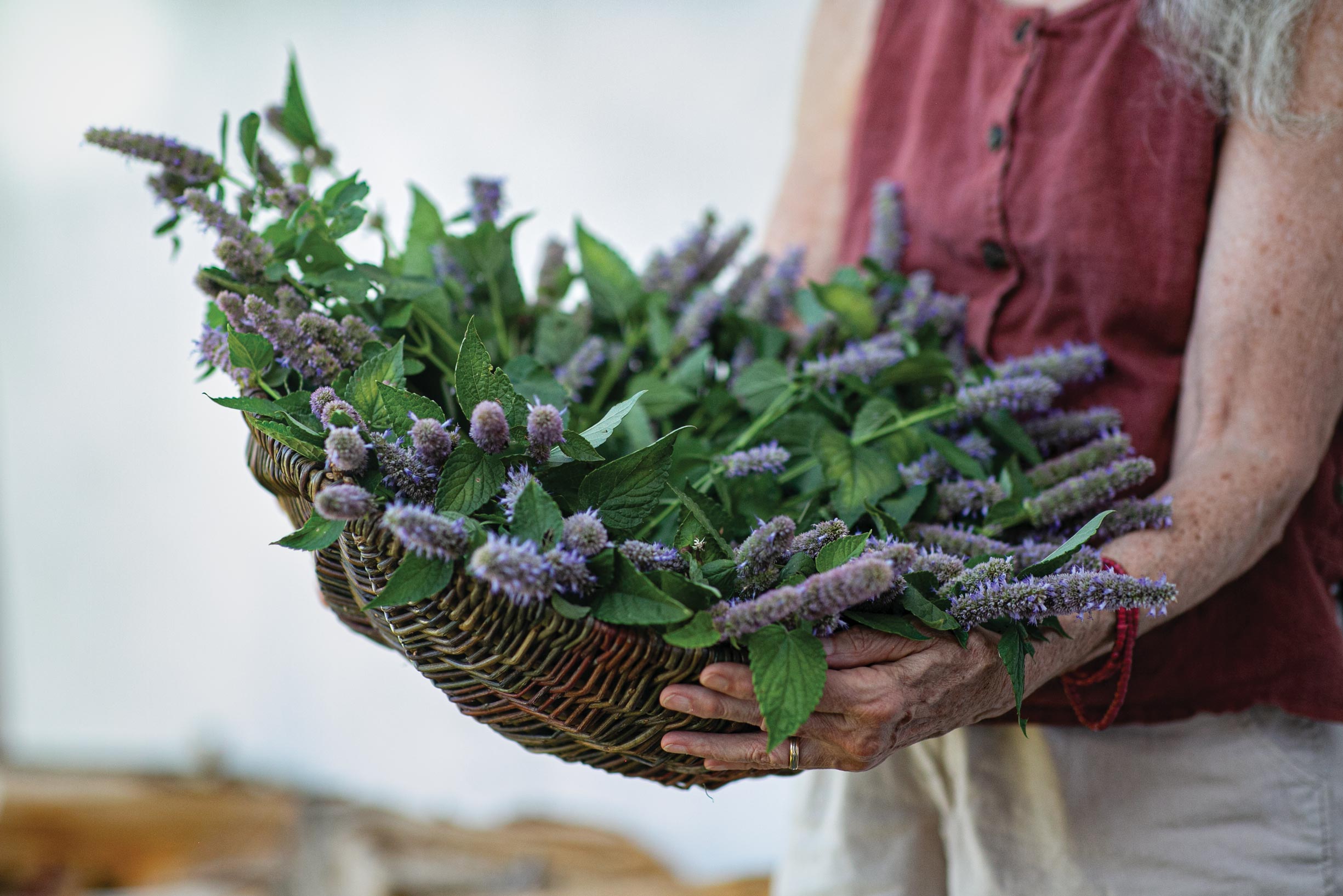 Anise-hyssop-(Agastache-foeniculum)-harvest Anise-hyssop-(Agastache-foeniculum)-harvest