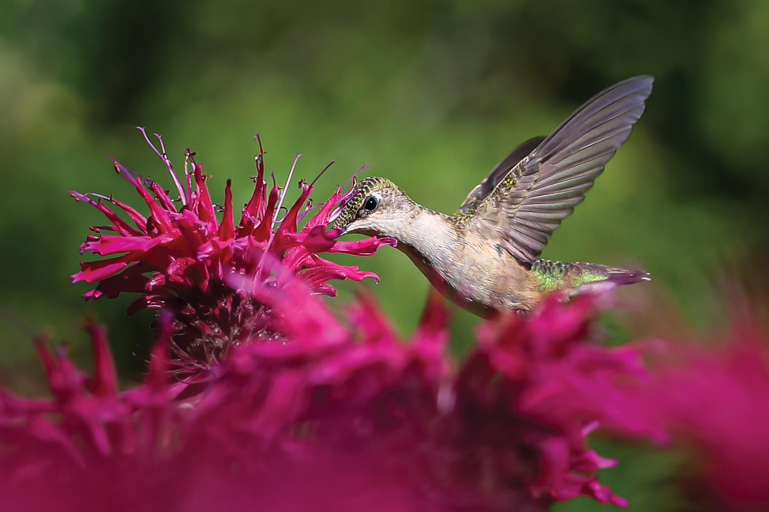 Bee-balm-(Monarda-didyma))-is-one-of-the-best-herbs-for-attracting-humminbirds Bee-balm-(Monarda-didyma))-is-one-of-the-best-herbs-for-attracting-humminbirds