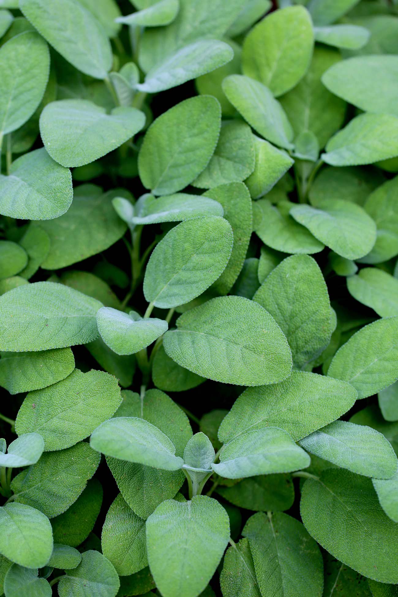 Garden-sage-(Salvia-officinalis-'Berggarten') Garden-sage-(Salvia-officinalis-‘Berggarten’)