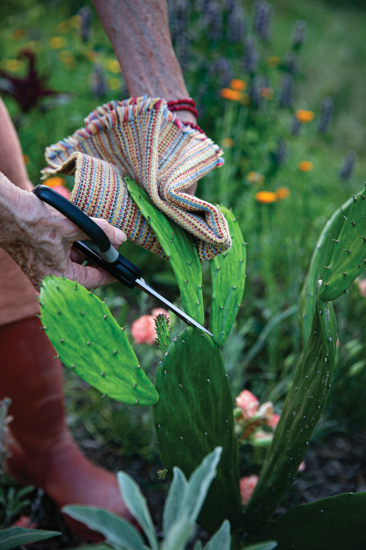 Harvesting-garden-grown-spineless-prickly-pear-(Opuntia-sp.) Harvesting-garden-grown-spineless-prickly-pear-(Opuntia-sp.)