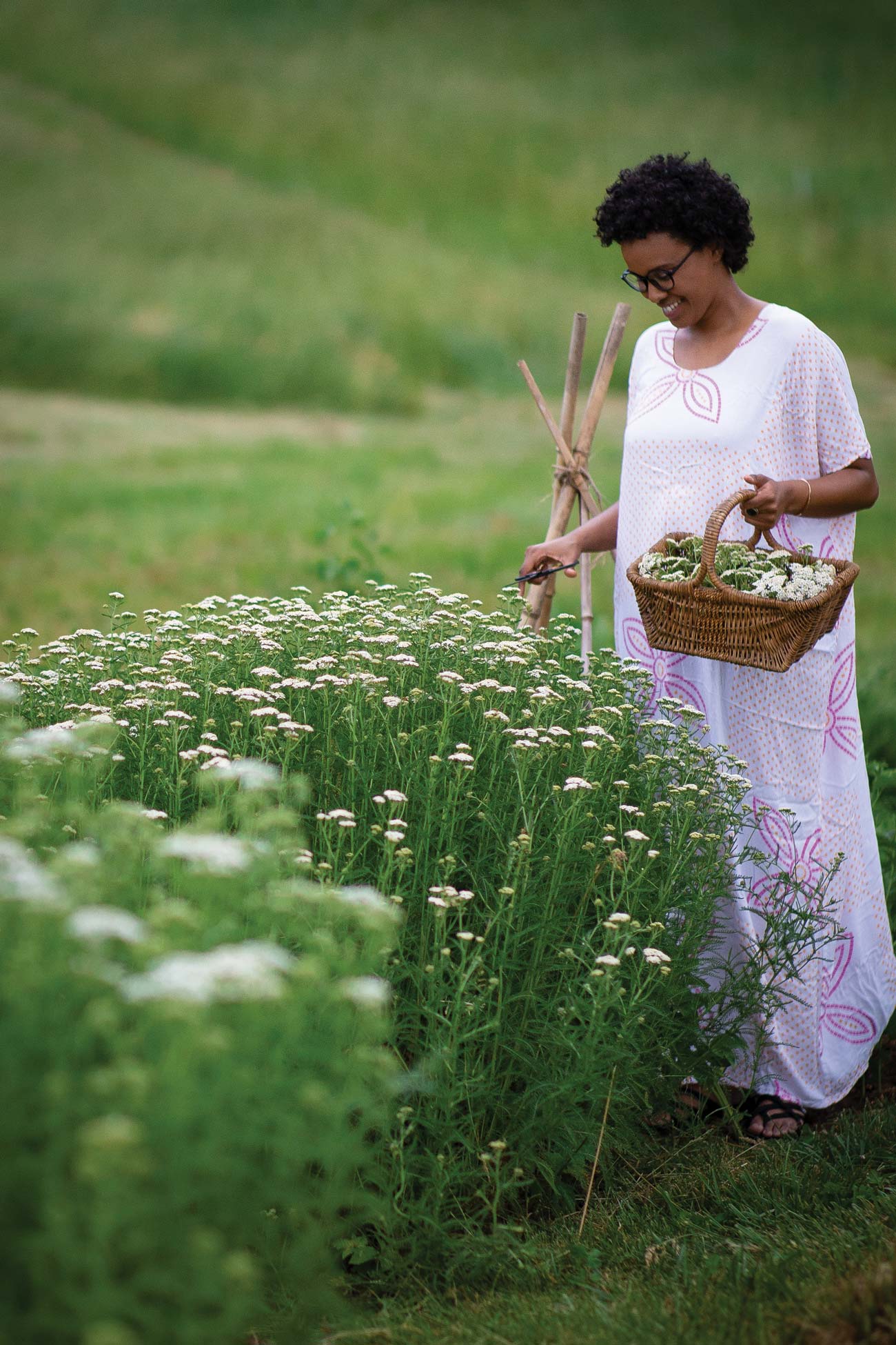 Harvesting-garden-grown-yarrow-(Achillea-millefolium) Harvesting-garden-grown-yarrow-(Achillea-millefolium)