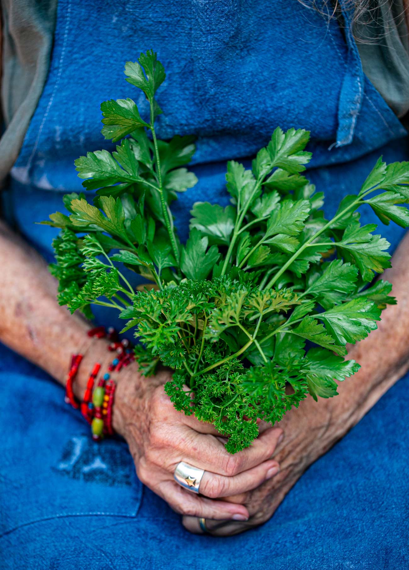 Parsley,-curly-and-flat-leafed-(Petroselinum-crispum) Parsley,-curly-and-flat-leafed-(Petroselinum-crispum)