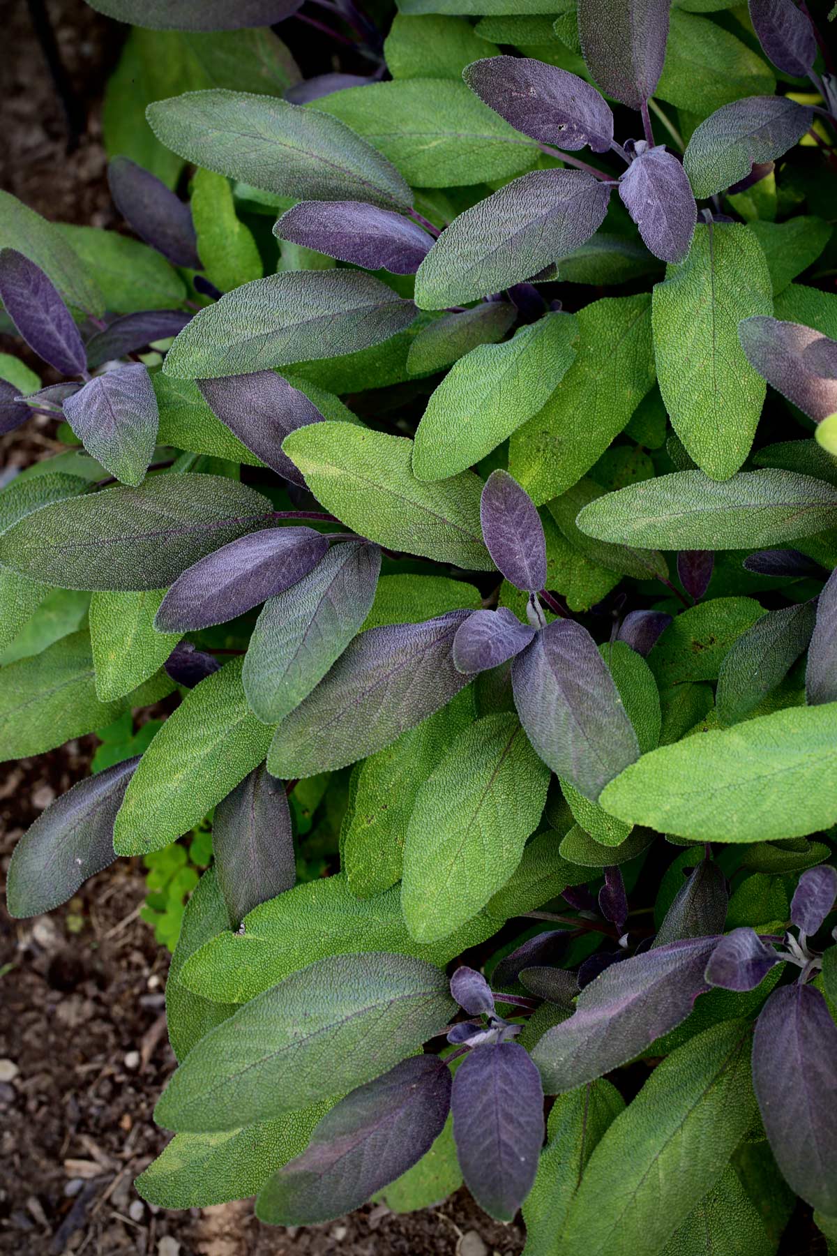 Purple-leaf-sage-(Salvia-officinalis-'Purpurascens')1 Purple-leaf-sage-(Salvia-officinalis-‘Purpurascens’)1