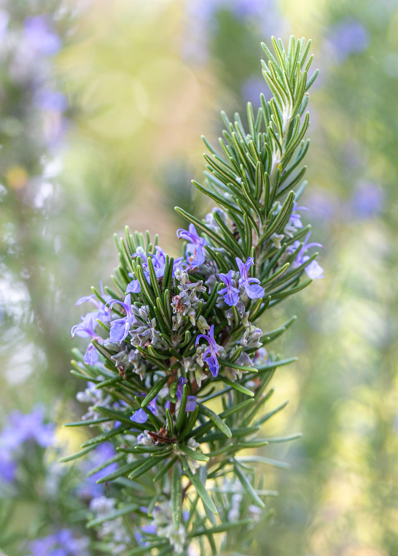 Rosemary-(Rosmarinus-officinalis)-in-bloom_ Rosemary-(Rosmarinus-officinalis)-in-bloom_