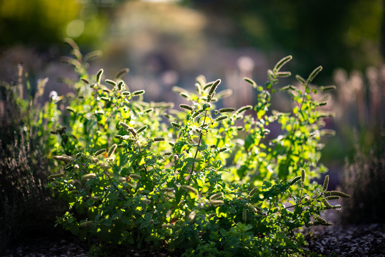 Spearmint-(Mentha-x-spicata),-going-to-seed Spearmint-(Mentha-x-spicata),-going-to-seed