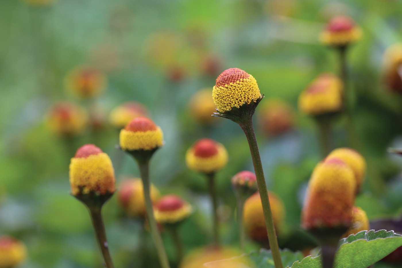 Spilanthes-(Acmella-oleracea)) Spilanthes-(Acmella-oleracea))