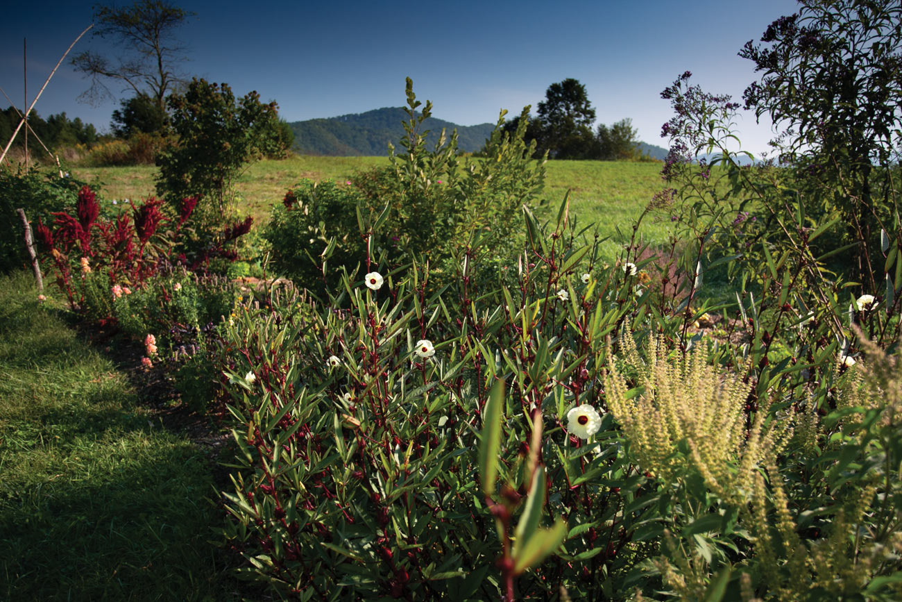 'Thai-Red-Roselle'--(Hibiscus-sabdariffa)-growing-in-my-North-Carolina-garden,-along-with-spilanthes-(Acmella-oleracea)-and-tulsi-(Ocimum-tenuiflorum)- ‘Thai-Red-Roselle’–(Hibiscus-sabdariffa)-growing-in-my-North-Carolina-garden,-along-with-spilanthes-(Acmella-oleracea)-and-tulsi-(Ocimum-tenuiflorum)-