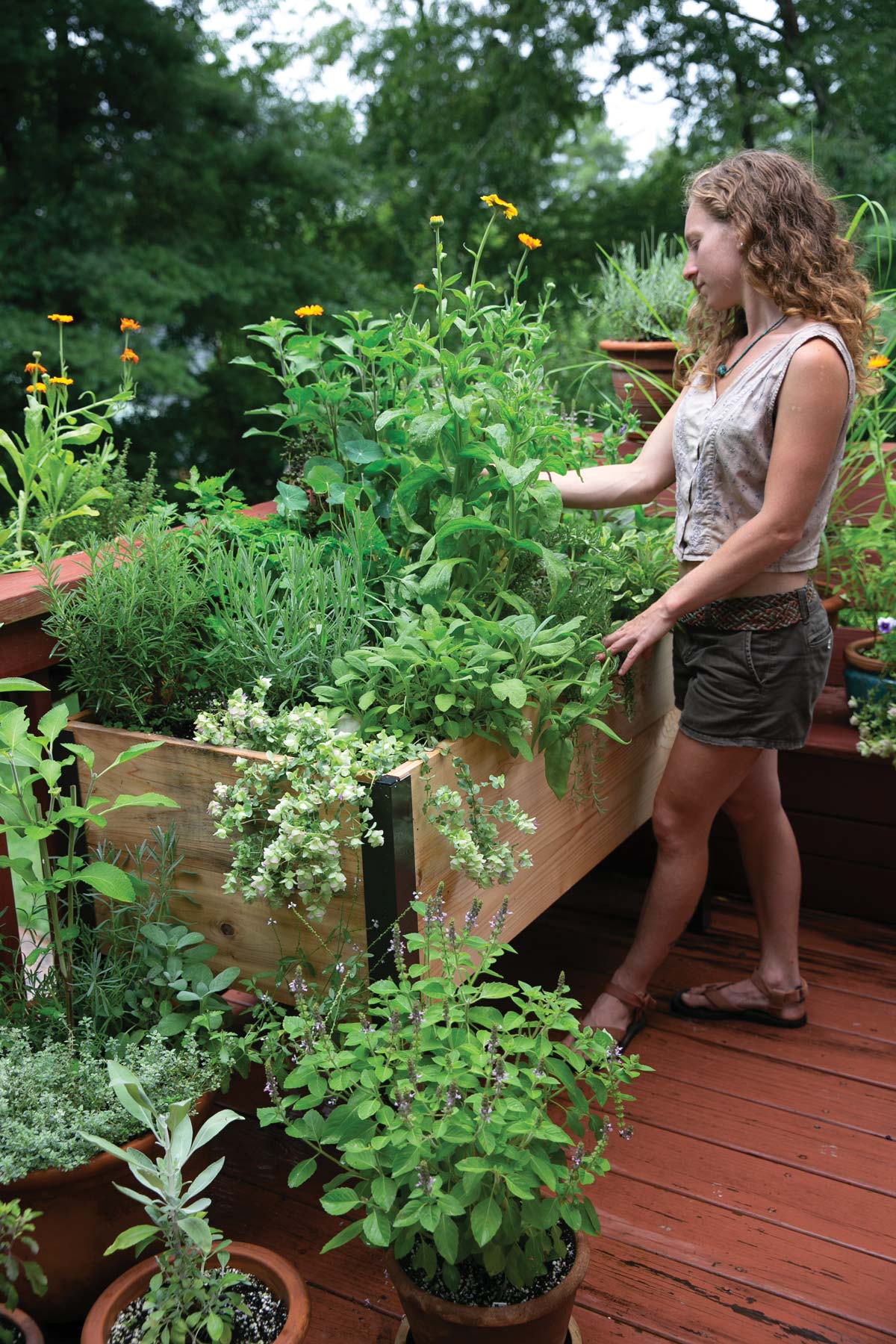 You-can-grow-a-sizable-amount-of-medicinal-plants-in-pots-even-if-you-dont-have-a-garen You-can-grow-a-sizable-amount-of-medicinal-plants-in-pots-even-if-you-dont-have-a-garen