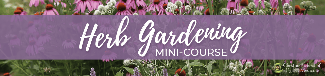Chestnut School of Herbal Medicine Herb Gardening Mini Course Header