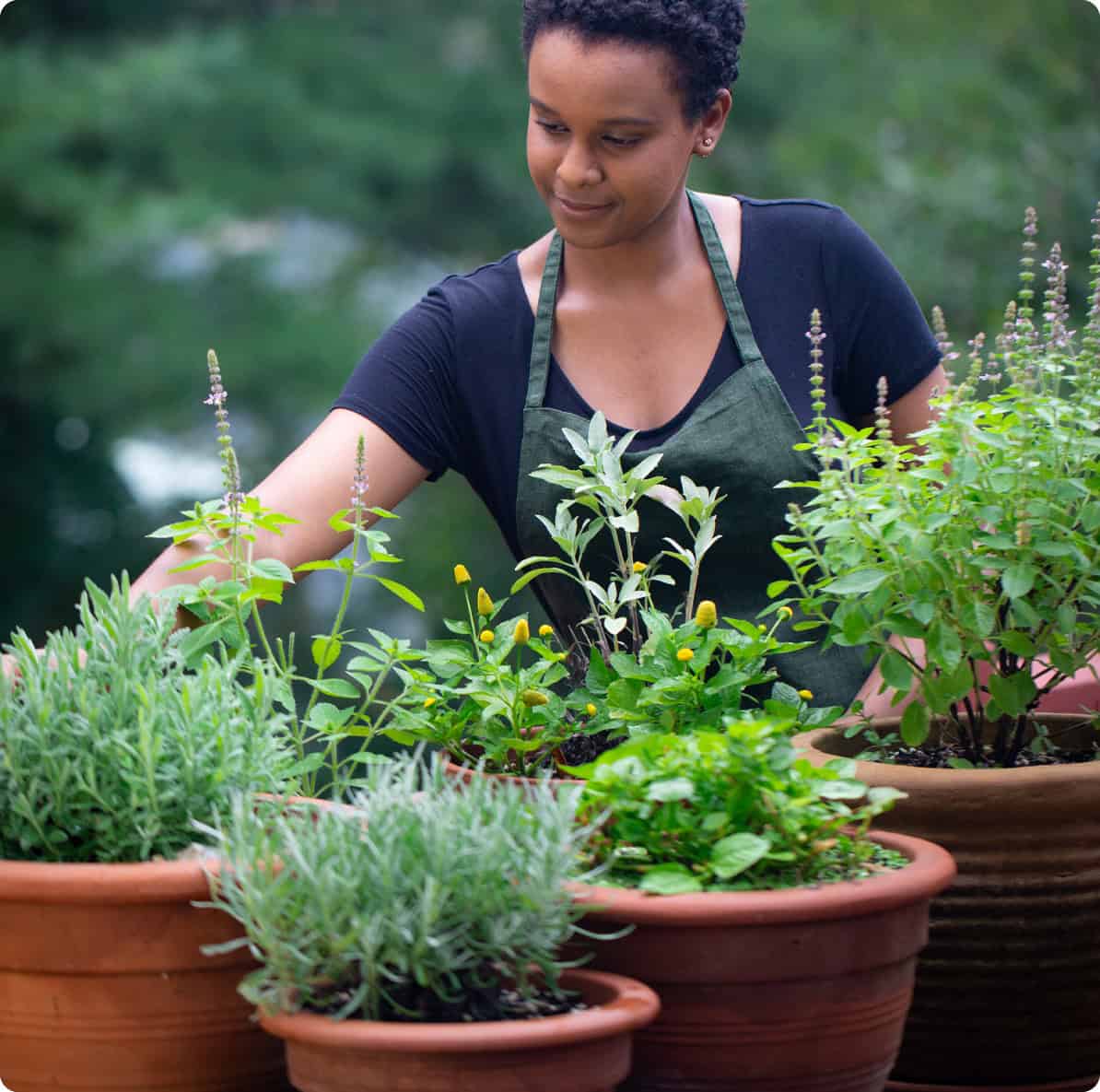 Learn more about Chestnut School of Herbal Medicine